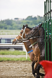 Paramutual Horse Racing